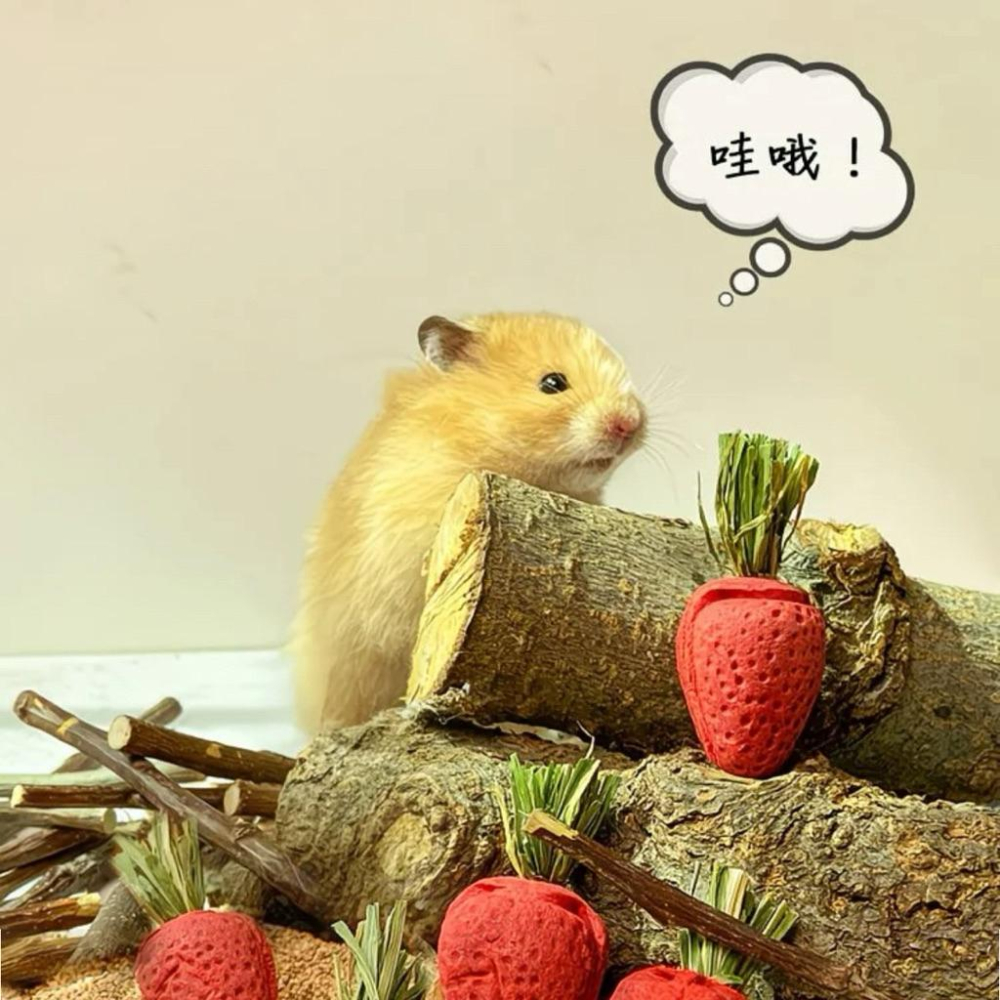 寵愛毛宅 倉鼠磨牙零食 倉鼠造景 倉鼠玩具 倉鼠磨牙草莓 倉鼠玩具-細節圖2