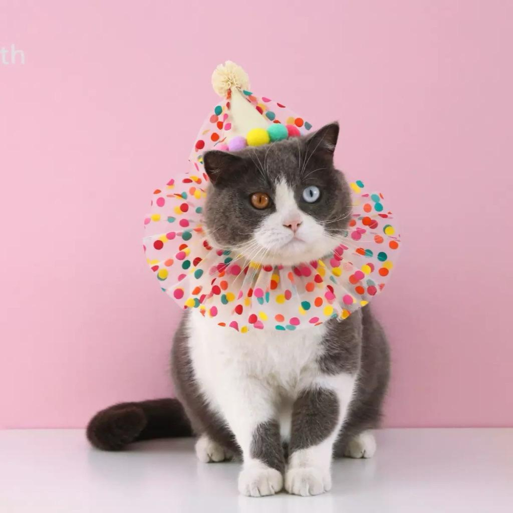 寵愛毛宅 寵物項圈 寵物生日帽 寵物生日項圈 貓咪生日項圈 狗狗生日項圈 貓咪生日帽 狗狗生日帽 寵物生日用品 生日裝扮-細節圖4