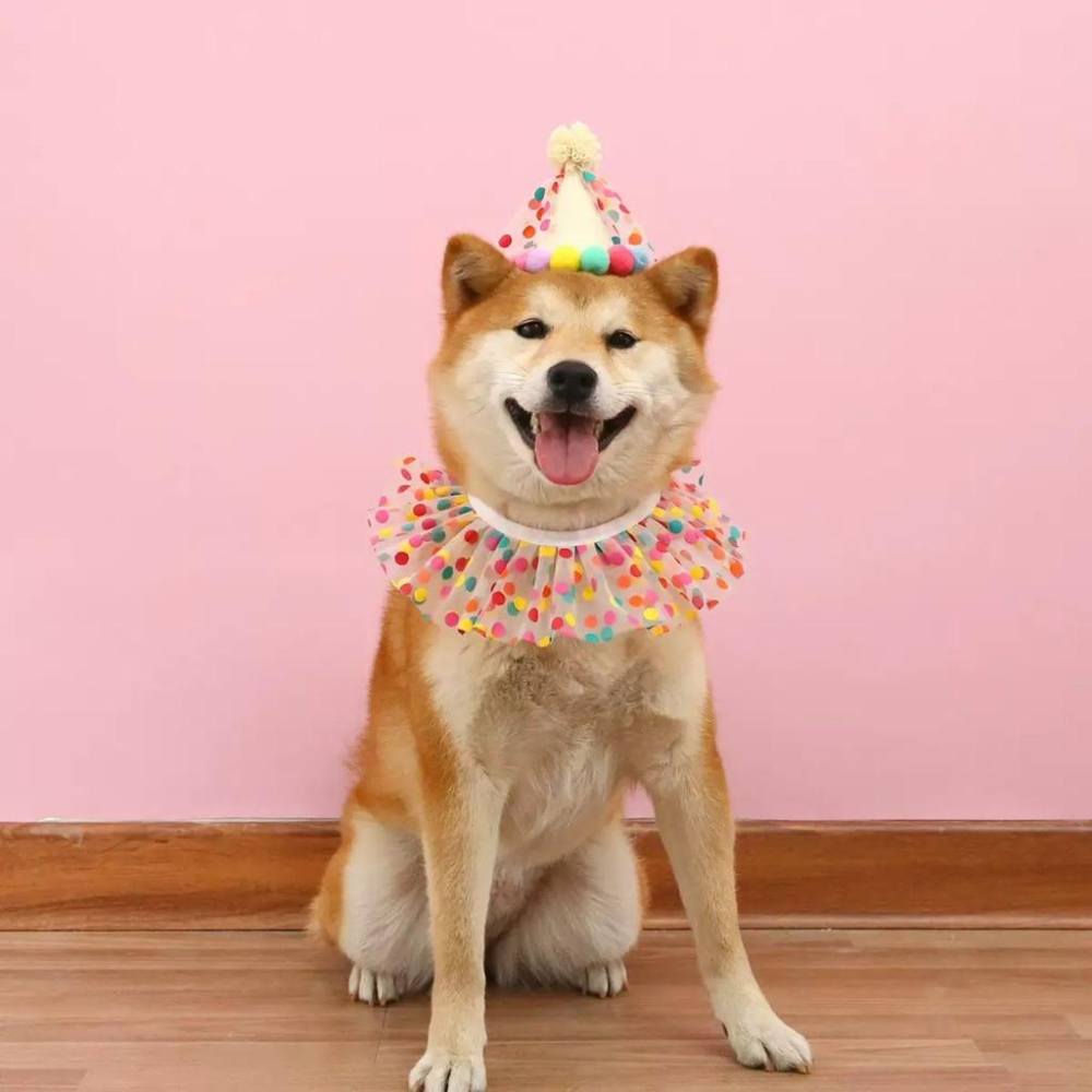 寵愛毛宅 寵物項圈 寵物生日帽 寵物生日項圈 貓咪生日項圈 狗狗生日項圈 貓咪生日帽 狗狗生日帽 寵物生日用品 生日裝扮-細節圖5