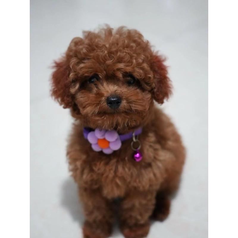 寵愛毛宅 寵物項圈 貓咪項圈 貓咪鈴鐺項圈 太陽花項圈 小狗項圈 幼犬項圈 小型犬項圈 貓咪項圈 寵物頸圈-細節圖4