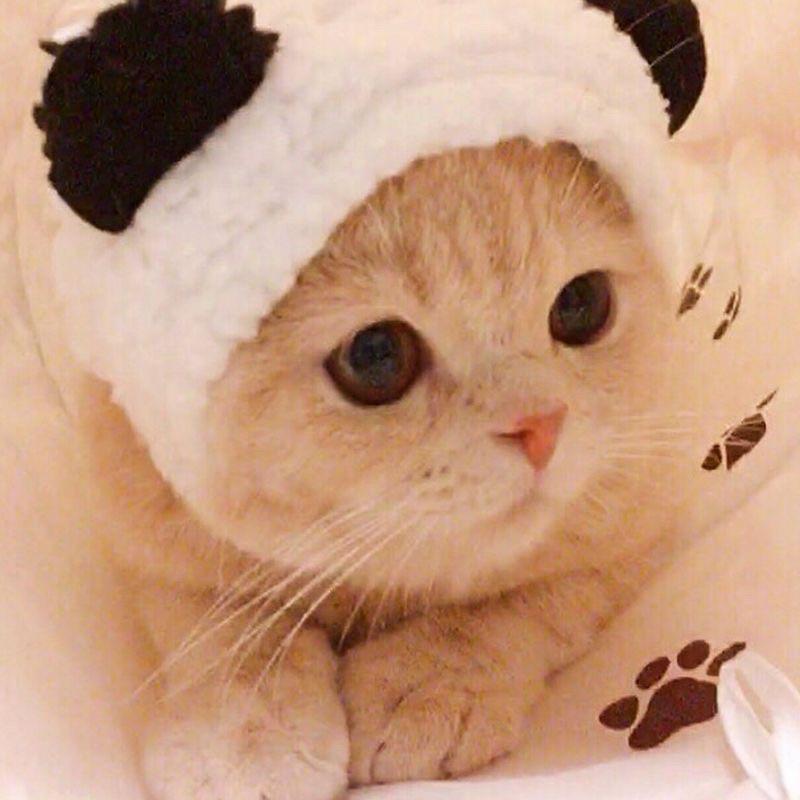 寵愛毛宅 寵物絨毛頭套 貓帽子 貓頭套 寵物變裝 寵物網紅頭套 小熊 熊貓 頭套帽子 貓咪帽子 狗狗帽子 貓狗變裝-細節圖5