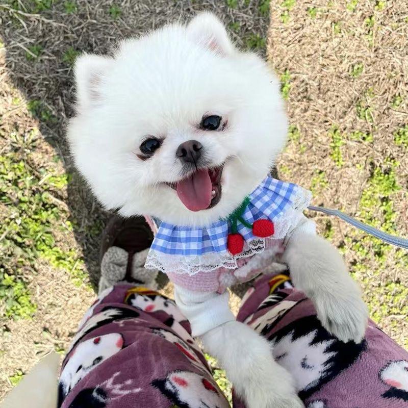 寵愛毛宅 寵物牽引繩 狗狗胸背 貓咪胸背 遛狗繩 中小犬狗繩  胸背 狗鏈子 狗繩子-細節圖2