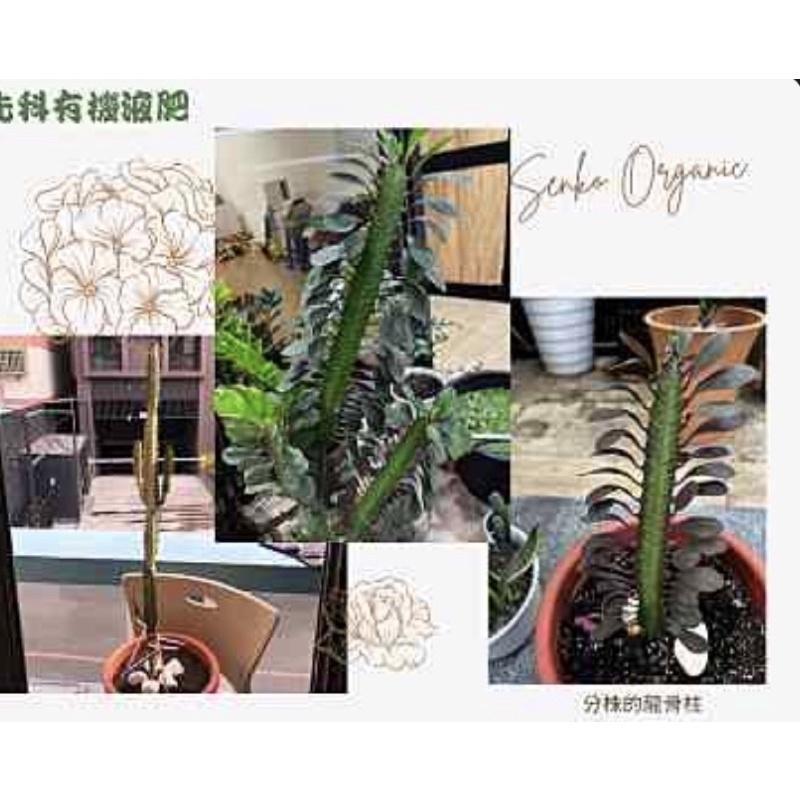［BJ商城］台灣製造🇹🇼 有機肥料 有機液肥 液態肥料 氮肥 堆肥 園藝 農作 綠手指 營養素 速效 胺基酸 追肥 基肥-細節圖5