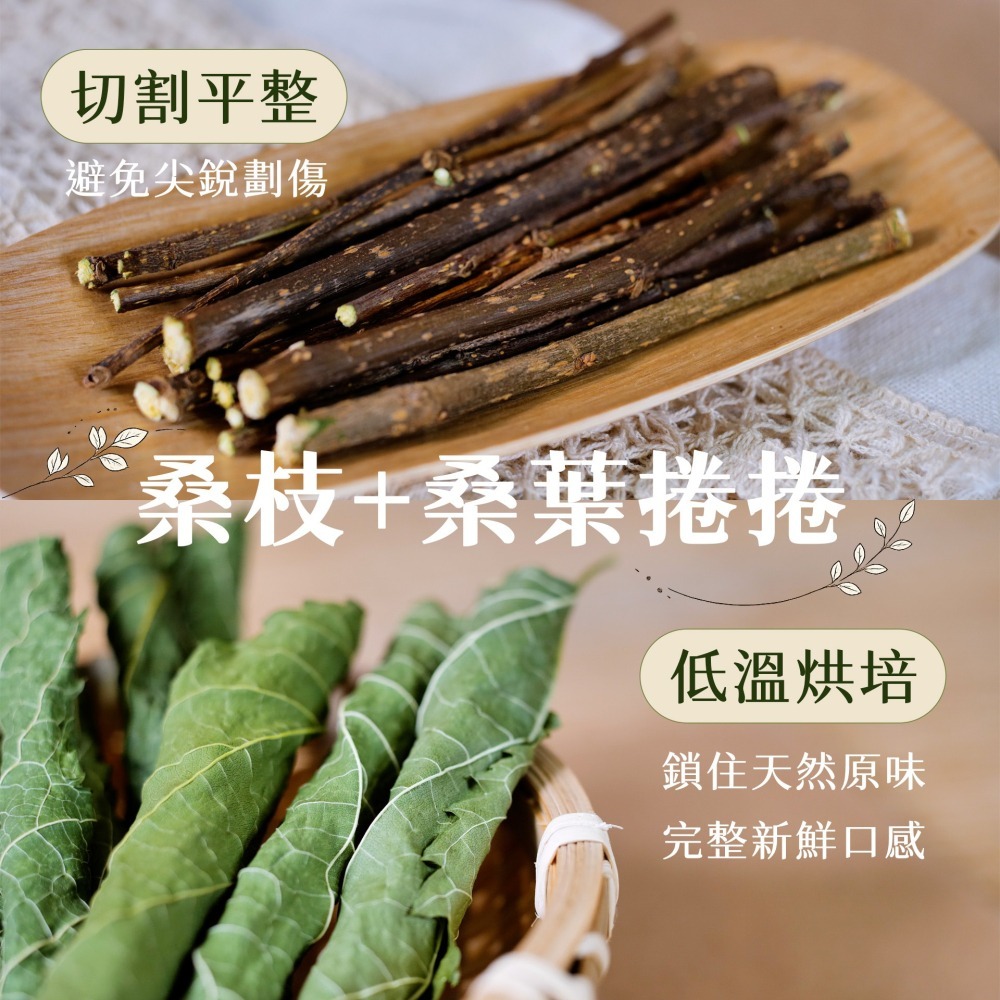 【倉鼠君】桑葉捲捲棒 自產自銷 磨牙棒 倉鼠磨牙 天然枝條 磨牙零食 鼠兔磨牙 烘乾桑葉 黃金鼠 侏儒倉鼠 兔子 蜜袋鼯-細節圖3