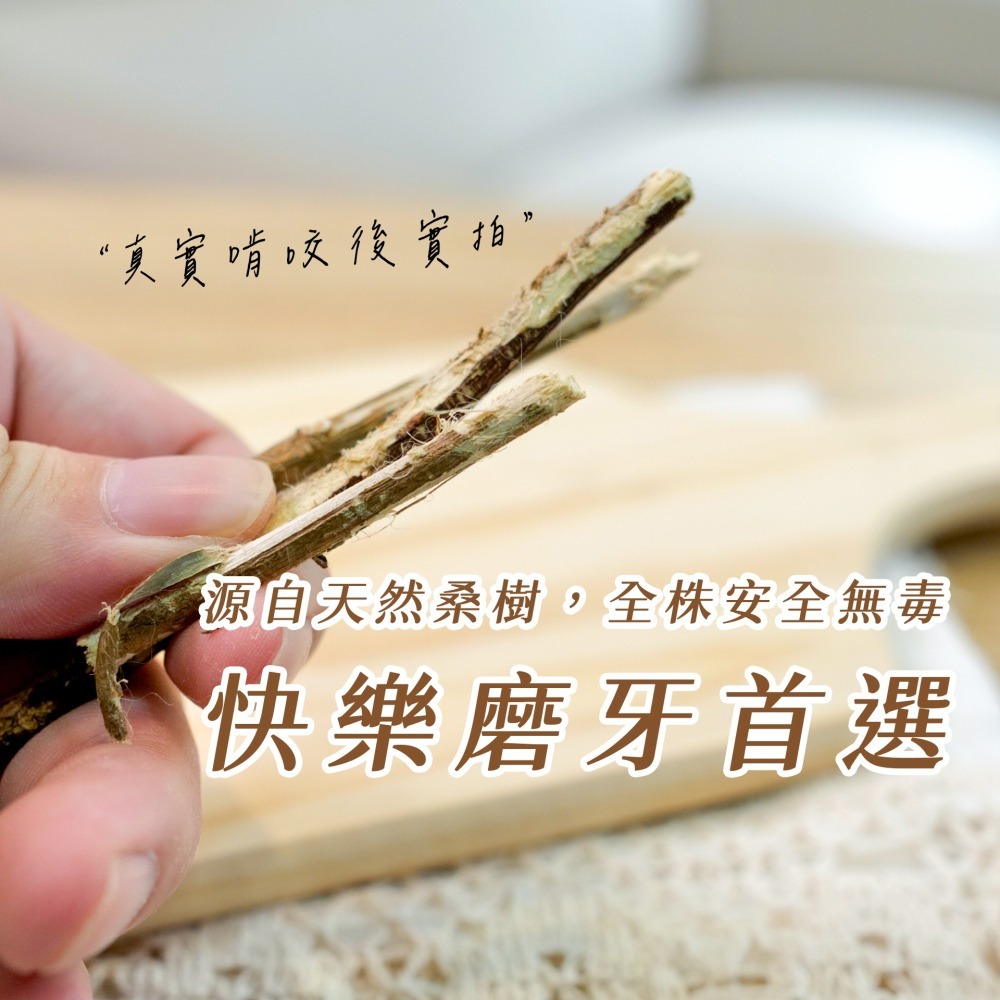 【倉鼠君】桑葉捲捲棒 自產自銷 磨牙棒 倉鼠磨牙 天然枝條 磨牙零食 鼠兔磨牙 烘乾桑葉 黃金鼠 侏儒倉鼠 兔子 蜜袋鼯-細節圖4