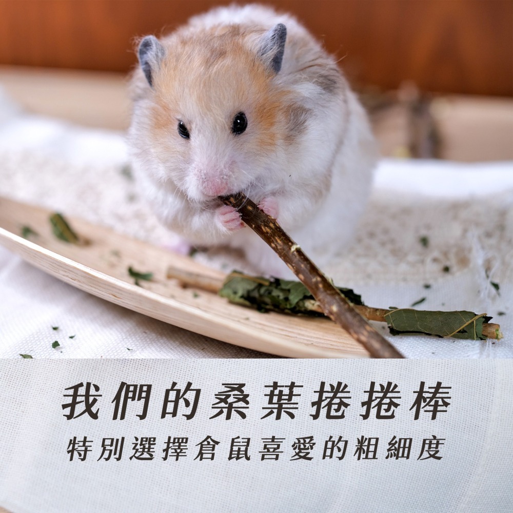 【倉鼠君】桑葉捲捲棒 自產自銷 磨牙棒 倉鼠磨牙 天然枝條 磨牙零食 鼠兔磨牙 烘乾桑葉 黃金鼠 侏儒倉鼠 兔子 蜜袋鼯-細節圖5