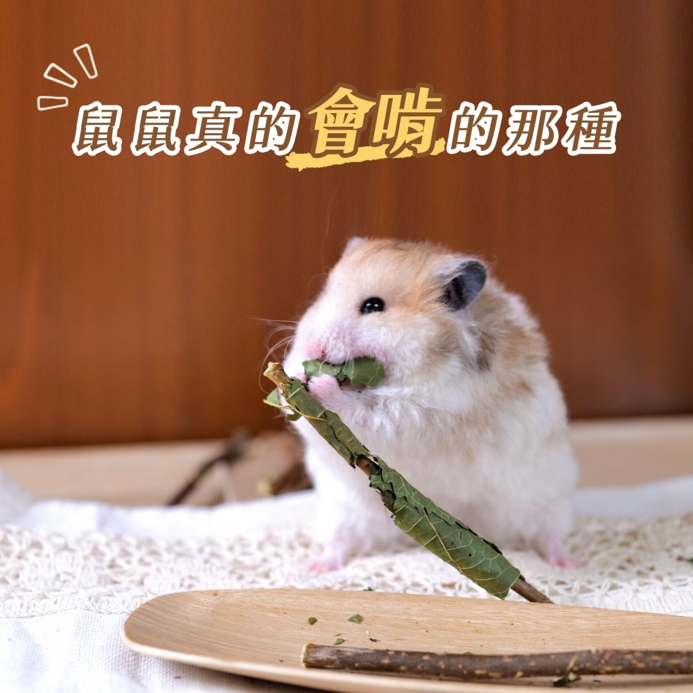 【倉鼠君】桑葉捲捲棒 自產自銷 磨牙棒 倉鼠磨牙 天然枝條 磨牙零食 鼠兔磨牙 烘乾桑葉 黃金鼠 侏儒倉鼠 兔子 蜜袋鼯-細節圖6