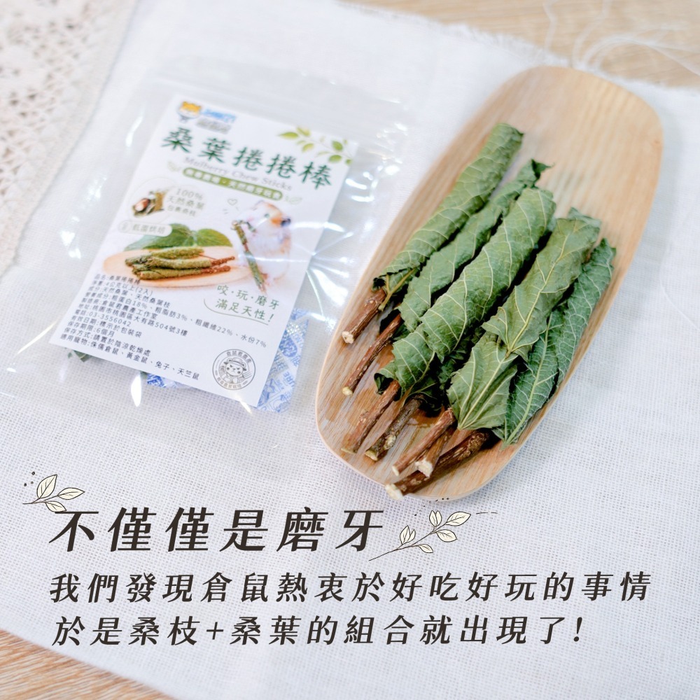 【倉鼠君】桑葉捲捲棒 自產自銷 磨牙棒 倉鼠磨牙 天然枝條 磨牙零食 鼠兔磨牙 烘乾桑葉 黃金鼠 侏儒倉鼠 兔子 蜜袋鼯-細節圖7