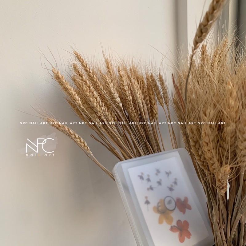 NPC獨家 拯救混亂 實用甲片防塵收納展示 大尺寸半透美甲收納工具 穿戴甲收納-細節圖9