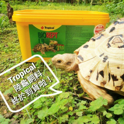 【閃電聯盟】德比克 Tropical 高鈣陸龜成長飼料2.5L / 5L 高纖維 陸龜飼料 蜥蜴飼料 草食飼料