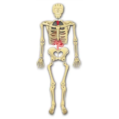 人體的探索:解剖與生理學的第一堂課(Build the Human Body) 2011-060C-細節圖2