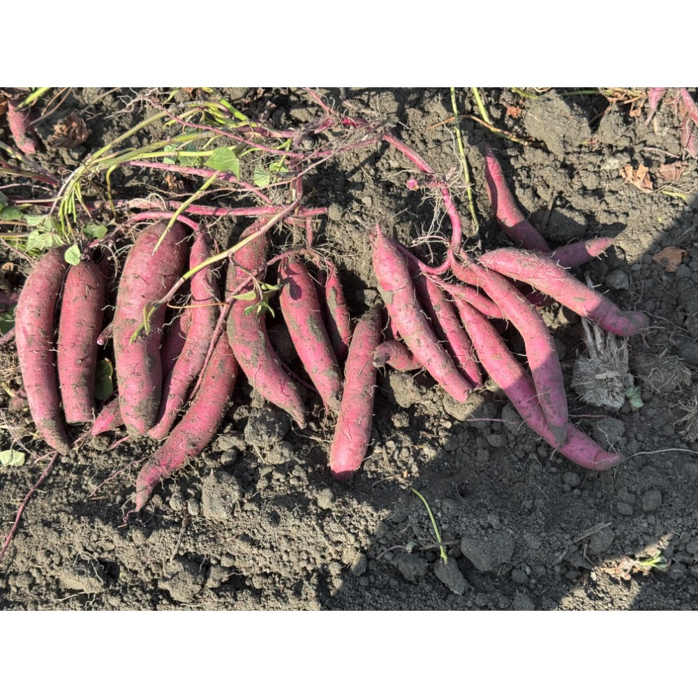 紫羅蘭地瓜-細節圖2