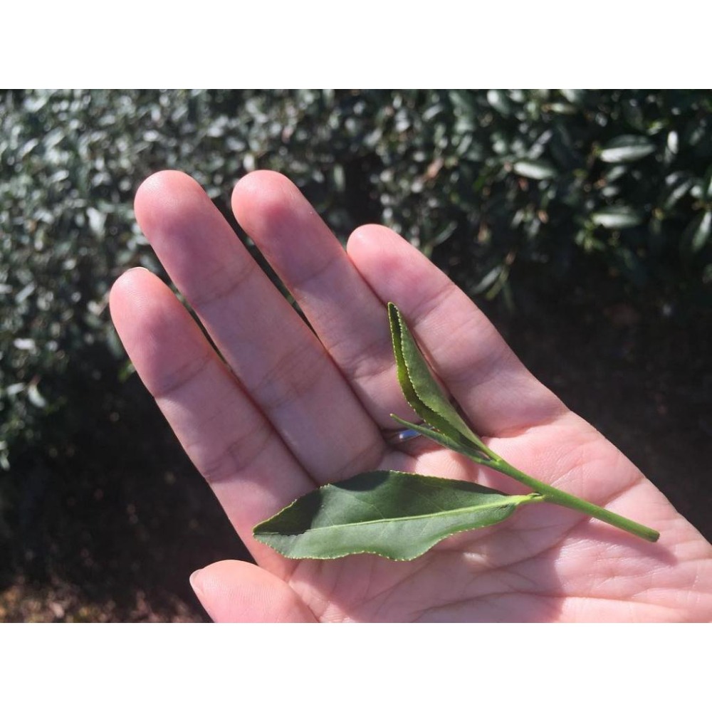 亘茶【山茶花烏龍茶】三角立體茶包  夾鏈袋包裝 窨香 花茶  適合製作-冷泡茶 奶茶  2.8g/包*5入-細節圖2