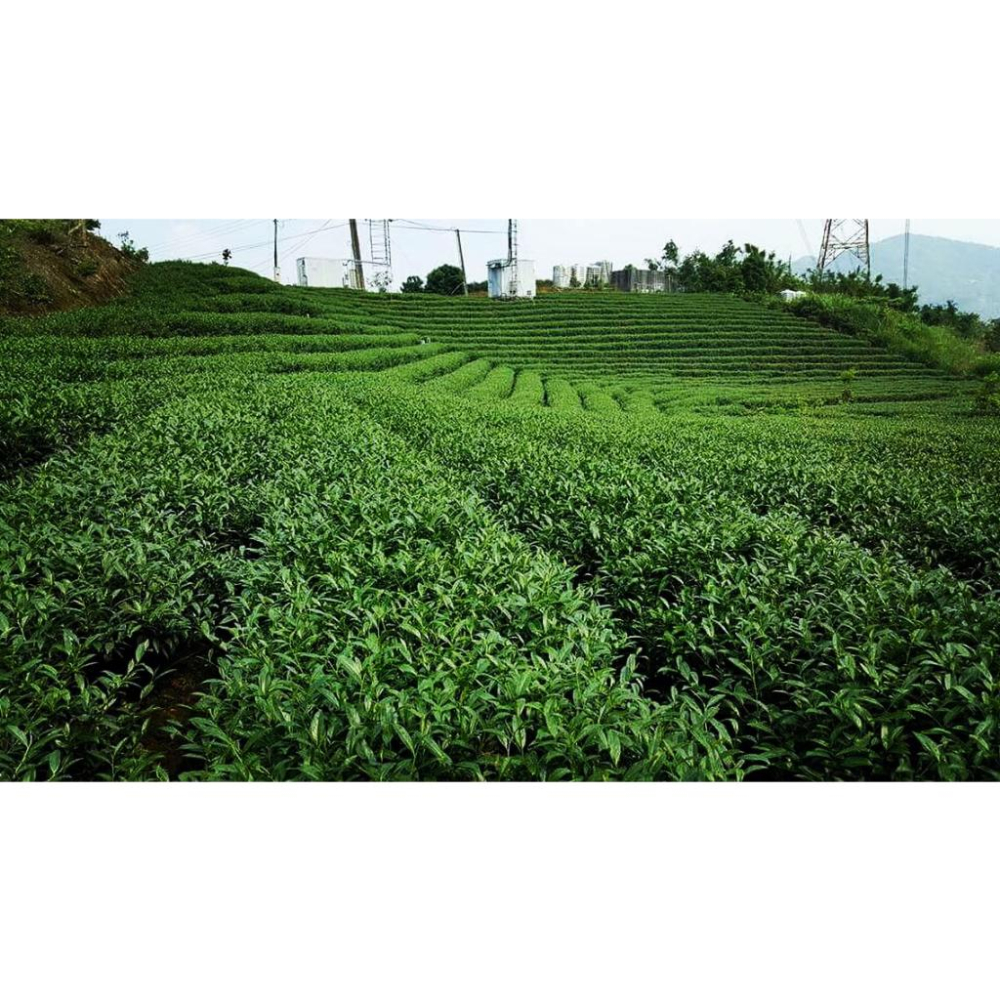 『亘茶』凍頂烏龍茶-150G  真空裸包-細節圖3