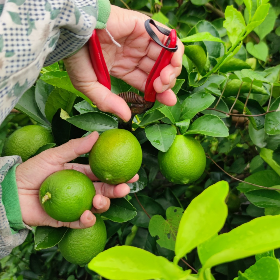 現貨商品【老菸樓】檸檬茶包-細節圖3