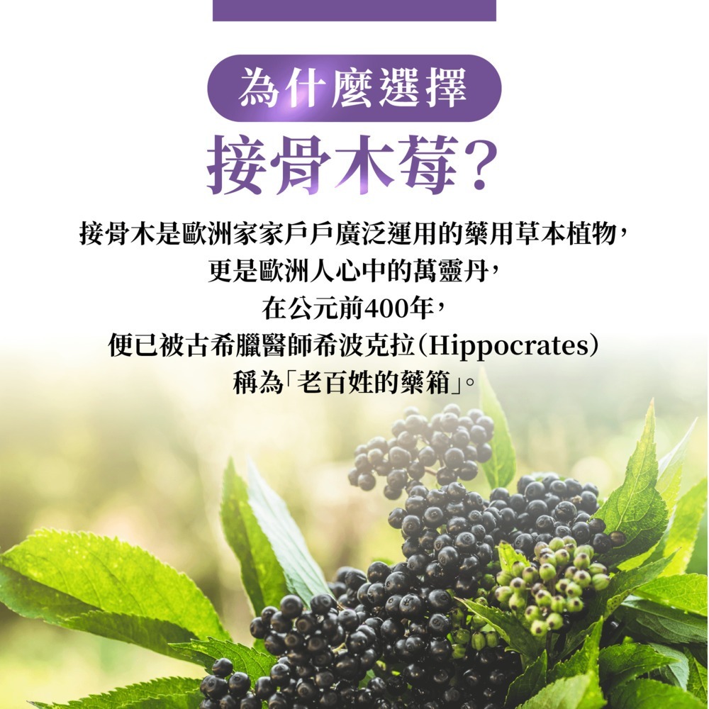 VIGOWAY威客維 威護伸 接骨木莓粉包 (30入)-細節圖3