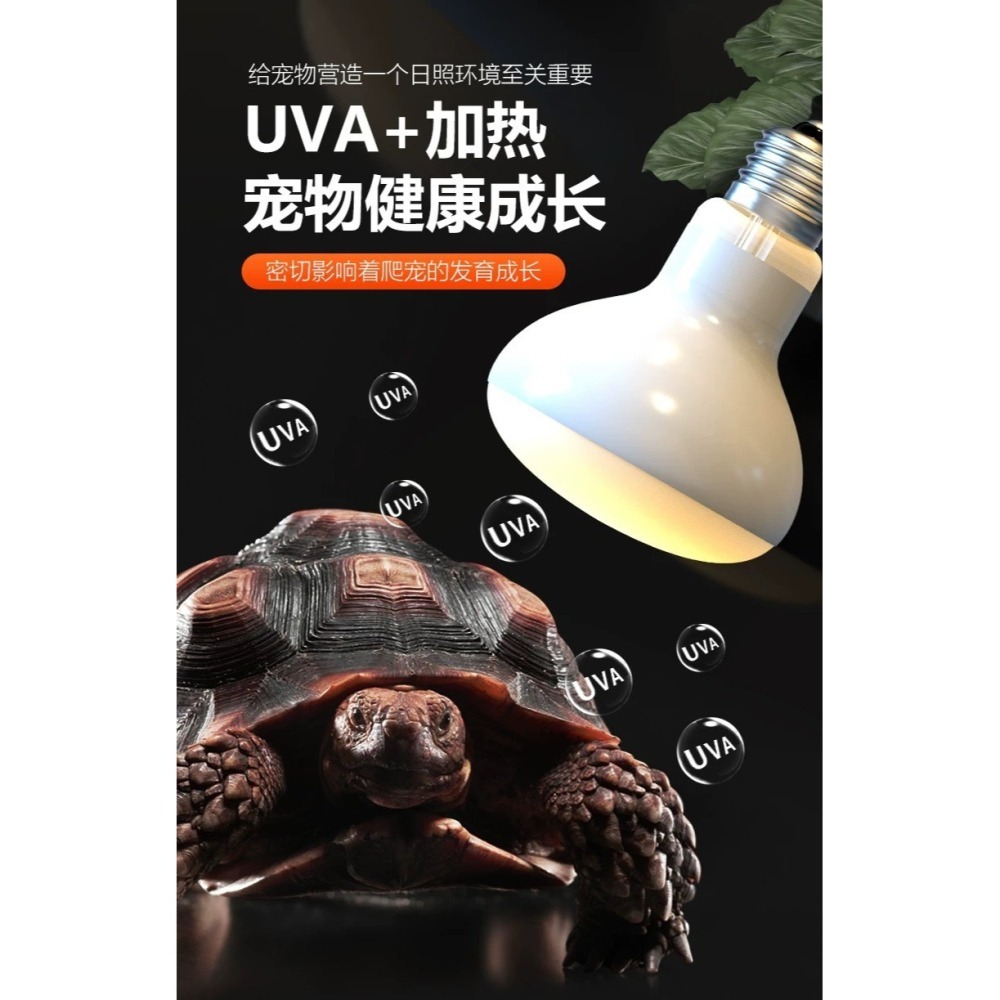 NOMO 諾摩 - UVA 聚砂燈泡 50W/100W加溫燈、曬背燈、陸龜燈／爬蟲燈／爬蟲日燈／爬蟲加溫燈／聚熱燈泡／-細節圖4