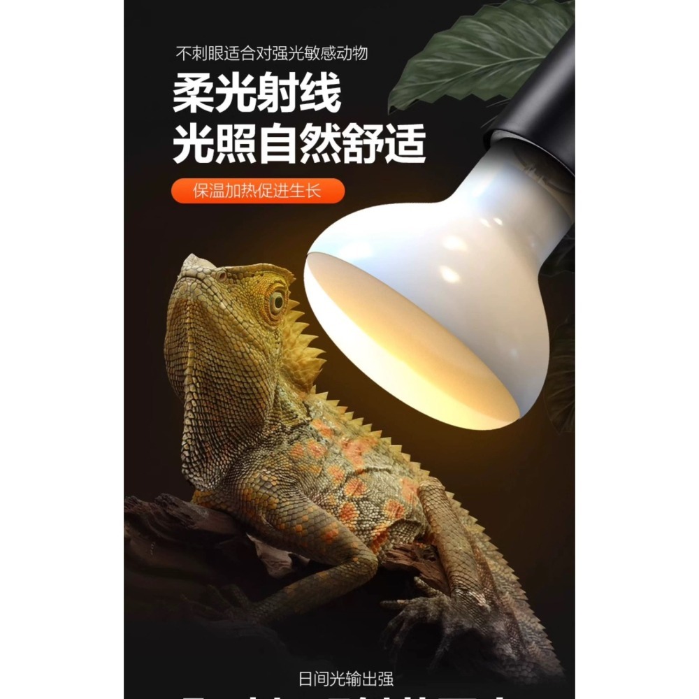 NOMO 諾摩 - UVA 聚砂燈泡 50W/100W加溫燈、曬背燈、陸龜燈／爬蟲燈／爬蟲日燈／爬蟲加溫燈／聚熱燈泡／-細節圖5