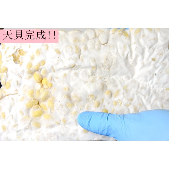 <米麴本舖> (現貨-原裝包&分裝包)日本熱銷 印尼產優質 天貝菌 天貝1g/ NT$15，最少購買量10g製作5公斤-細節圖2