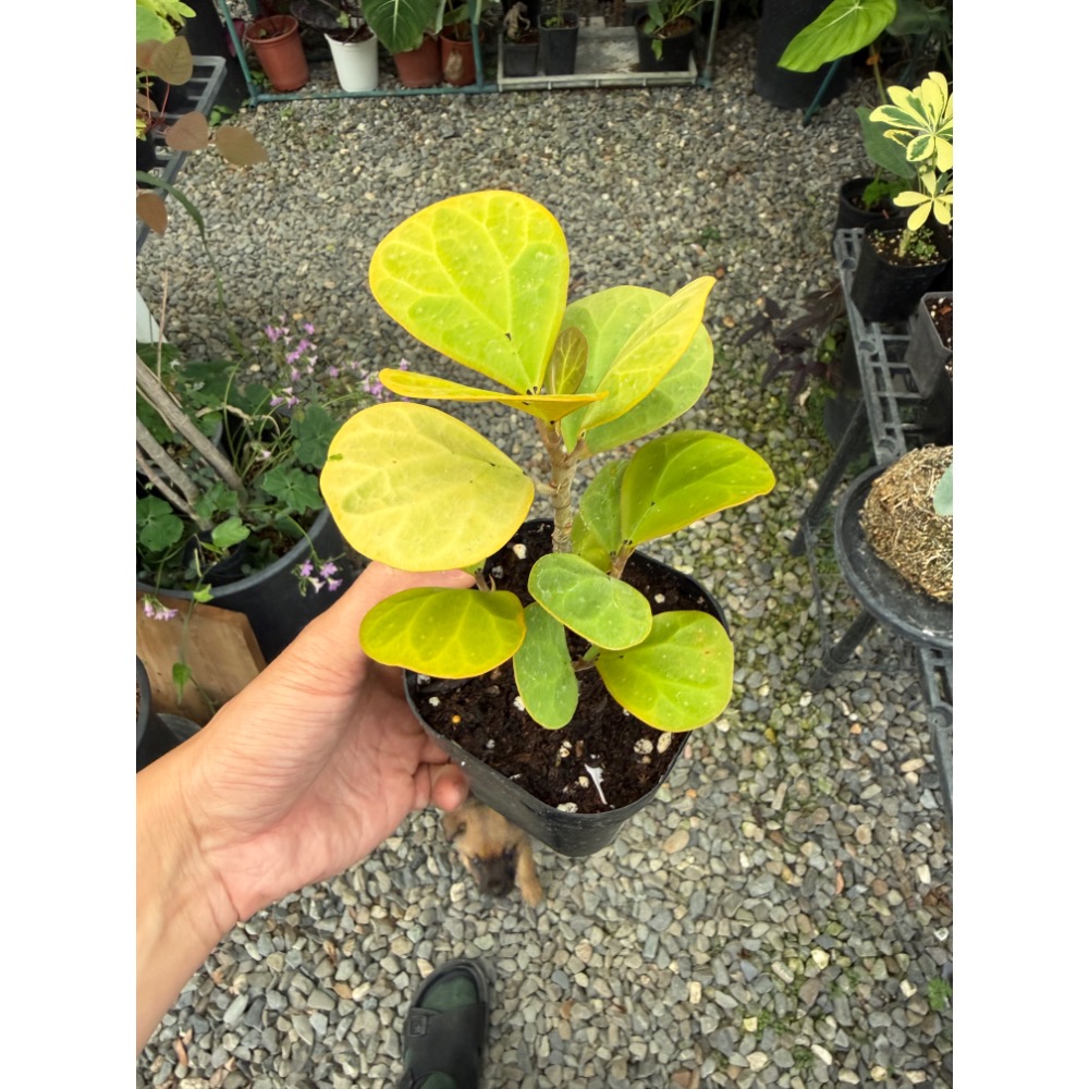 【高木の森】🅑🅞🅣🅐🅝🅘🅒-小盼菩提樹 Ficus diversifolia/觀葉植物-細節圖2