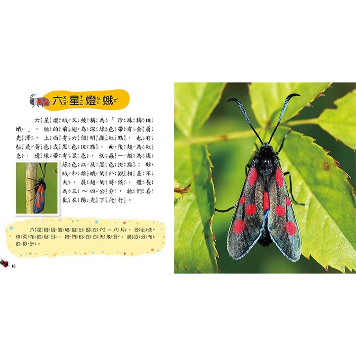 💛全新現貨💛《幼福》昆蟲小百科💖小小孩💖-細節圖4