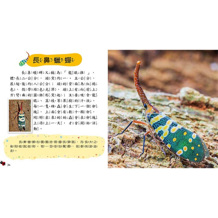 💛全新現貨💛《幼福》昆蟲小百科💖小小孩💖-細節圖5