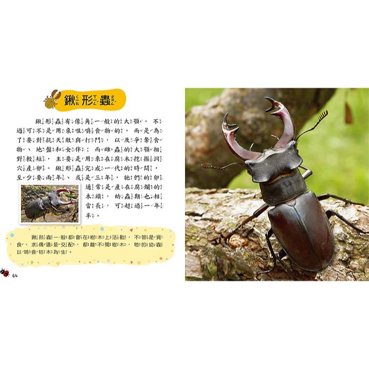 💛全新現貨💛《幼福》昆蟲小百科💖小小孩💖-細節圖7