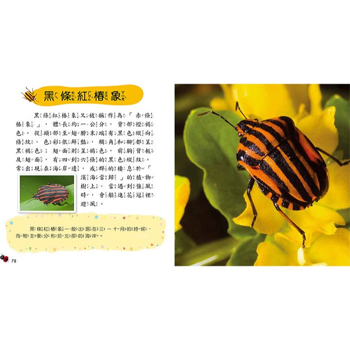 💛全新現貨💛《幼福》昆蟲小百科💖小小孩💖-細節圖8