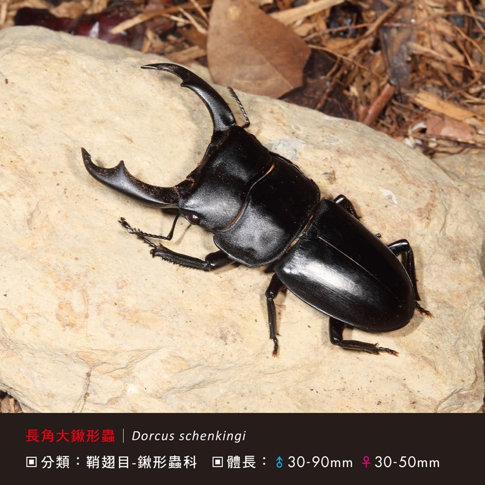 💛全新現貨💛《幼福》甲蟲小百科💖小小孩💖-細節圖5