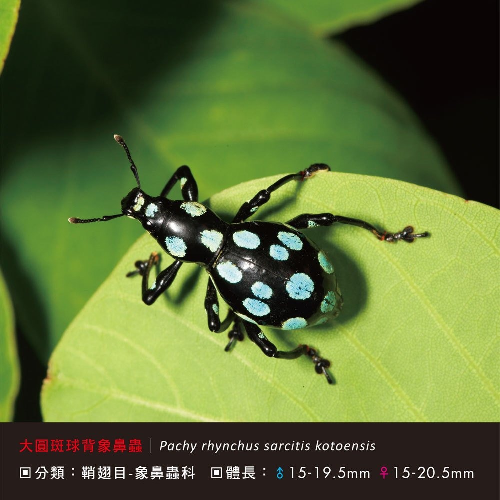 💛全新現貨💛《幼福》甲蟲小百科💖小小孩💖-細節圖7