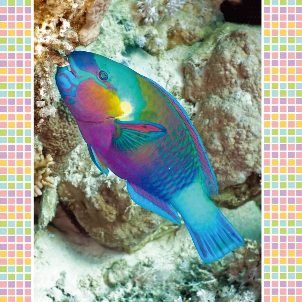 💛全新現貨💛《幼福》海洋小百科💖小小孩💖-細節圖5