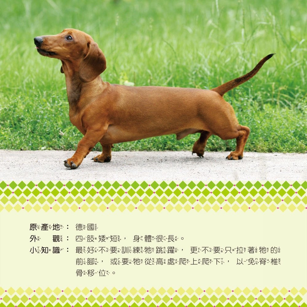 💛全新現貨💛《幼福》寵物小百科💖小小孩💖-細節圖5