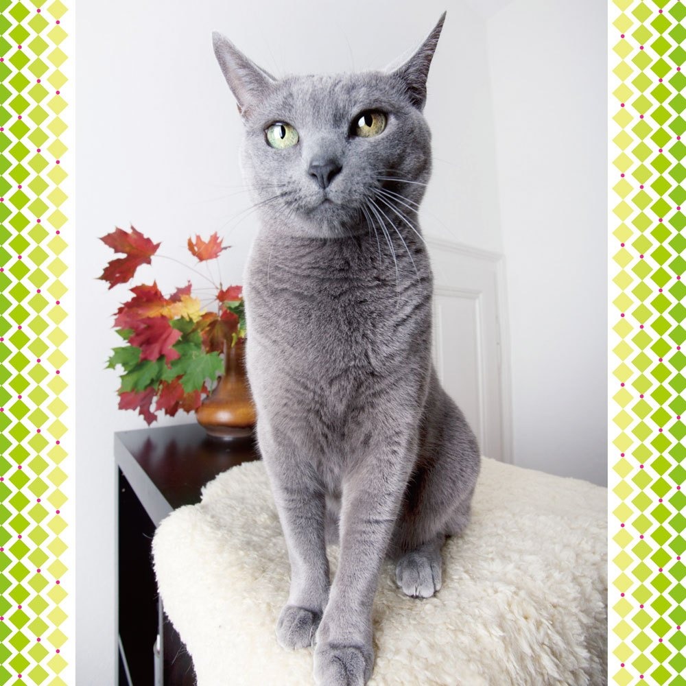 💛全新現貨💛《幼福》寵物小百科💖小小孩💖-細節圖7