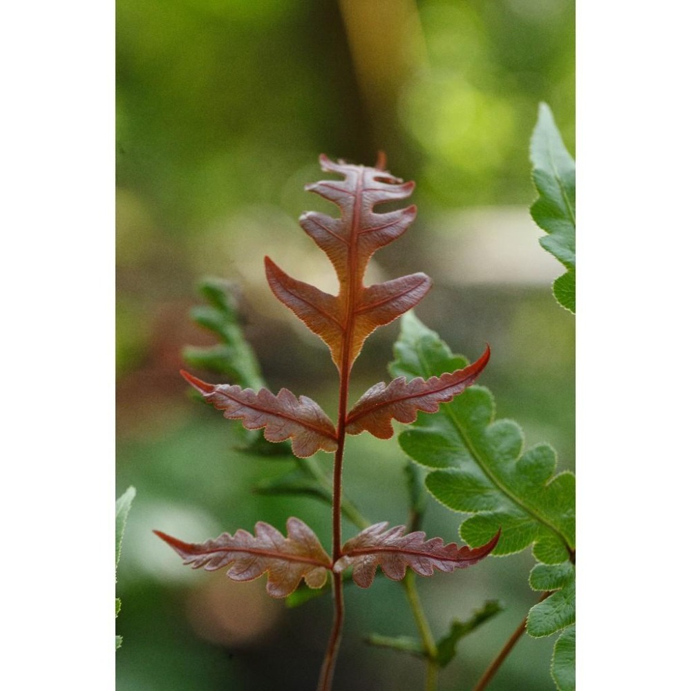 台灣原生種(烏毛蕨科)-頂芽狗脊蕨 東方狗脊蕨 擬烏毛蕨-細節圖2