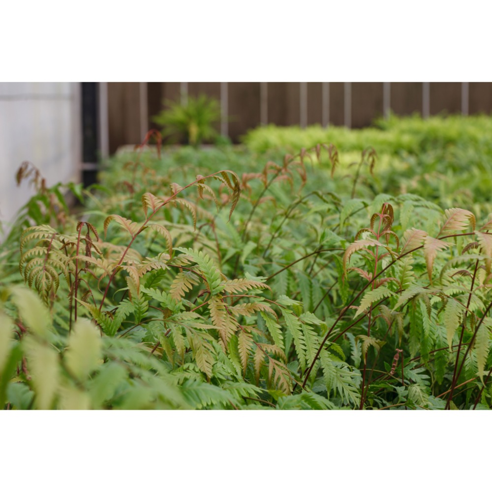 台灣原生種(烏毛蕨科)-頂芽狗脊蕨 東方狗脊蕨 擬烏毛蕨-規格圖2