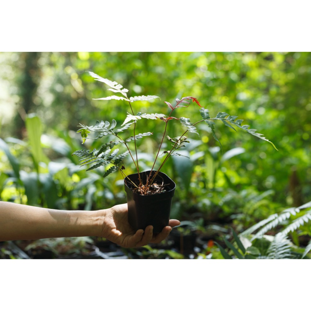 台灣原生種(烏毛蕨科)-頂芽狗脊蕨 東方狗脊蕨 擬烏毛蕨-規格圖2