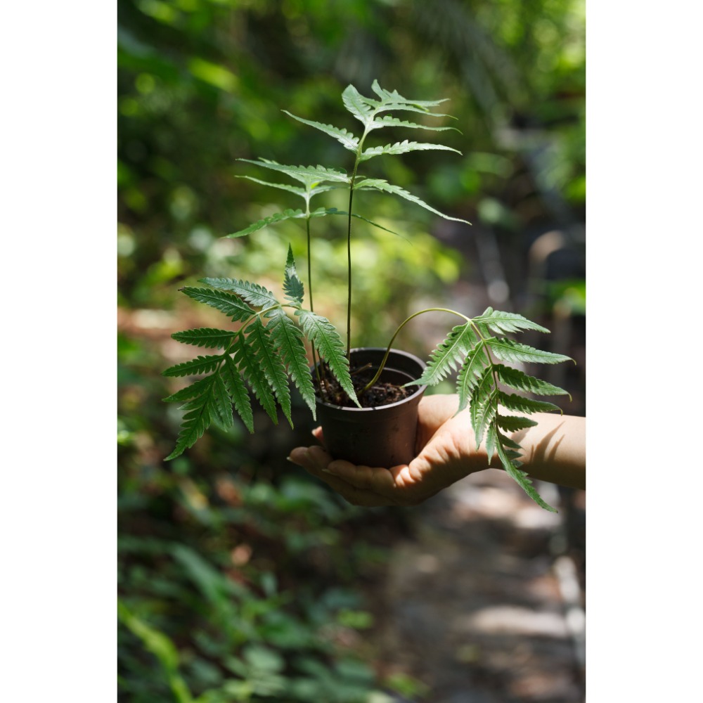 台灣原生種(烏毛蕨科)-頂芽狗脊蕨 東方狗脊蕨 擬烏毛蕨-規格圖2