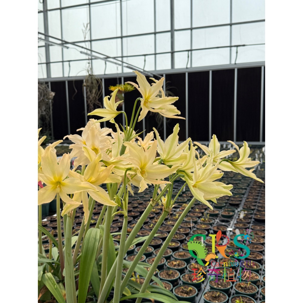 珍奇植物 愛邦孤挺花 Hippeastrum evansiae-細節圖2