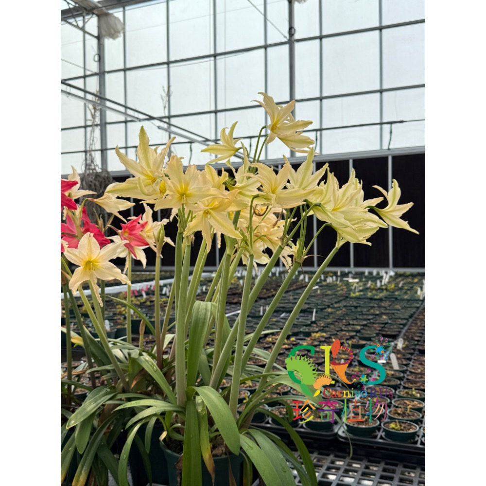 珍奇植物 愛邦孤挺花 Hippeastrum evansiae-細節圖3