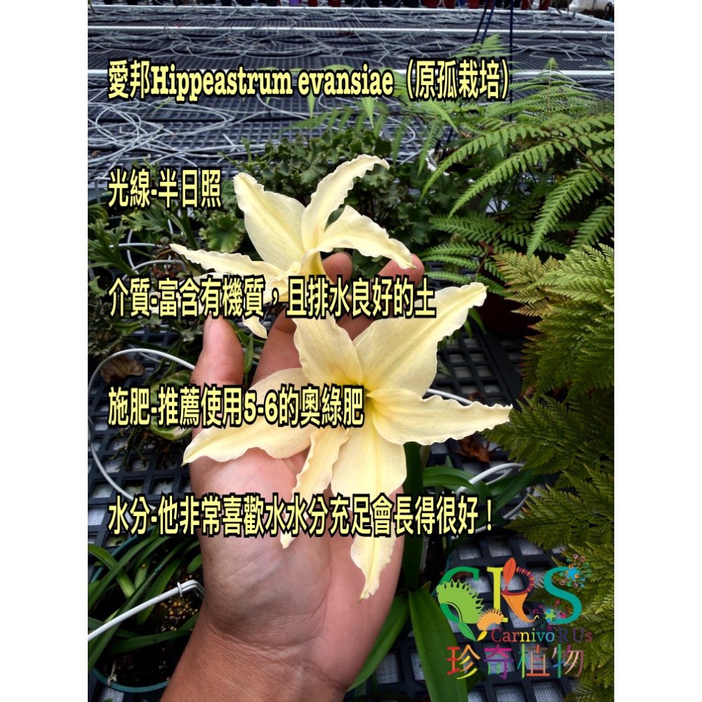珍奇植物 愛邦孤挺花 Hippeastrum evansiae-細節圖4