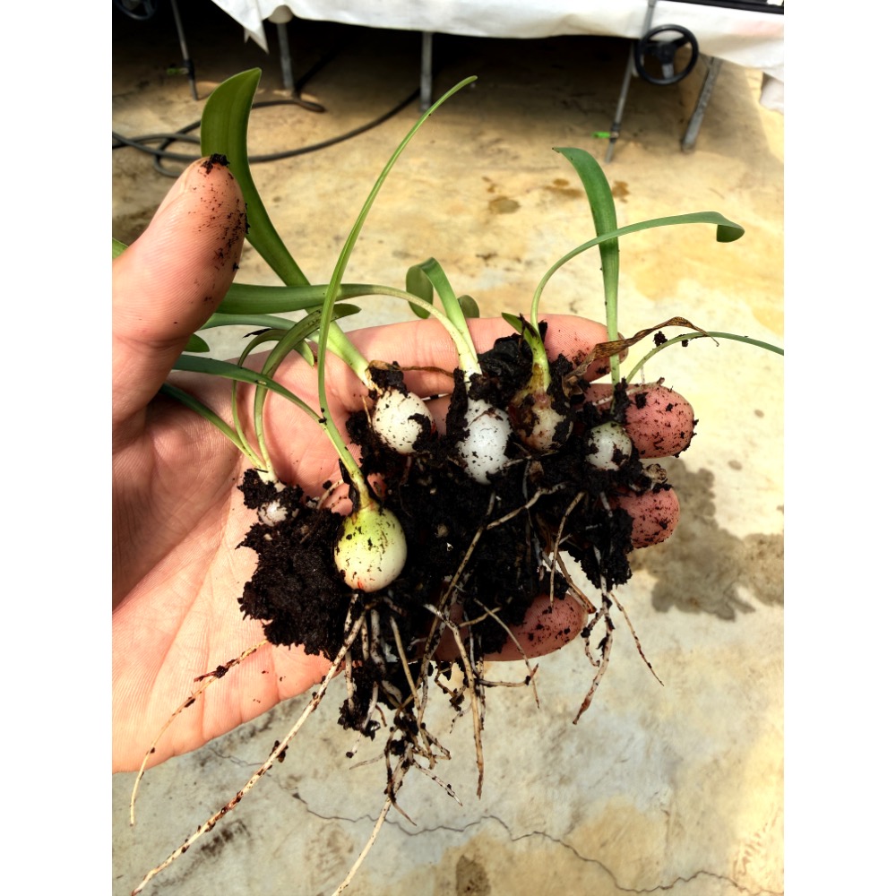 珍奇植物 愛邦孤挺花 Hippeastrum evansiae-規格圖4