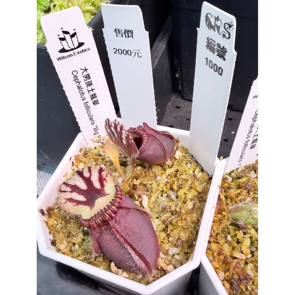 土瓶草綜合賣場 含盆寄 Cephalotus 德國巨人 捷克巨人 大男孩 山田巨人 馬丁斯德科爾黑 食蟲植物 珍奇植物-細節圖2