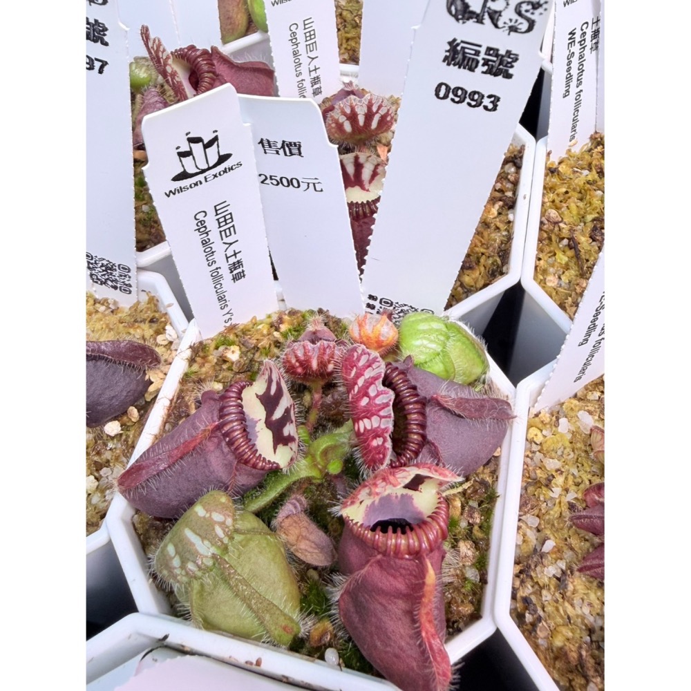 土瓶草綜合賣場 含盆寄 Cephalotus 德國巨人 捷克巨人 大男孩 山田巨人 馬丁斯德科爾黑 食蟲植物 珍奇植物-細節圖3