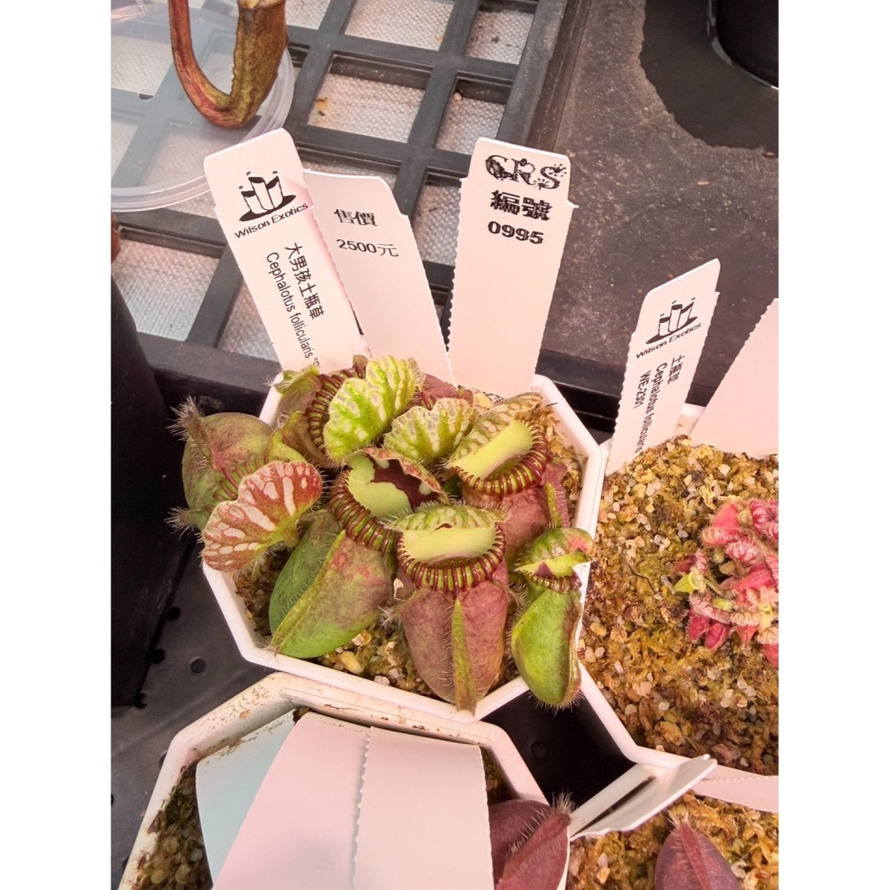 土瓶草綜合賣場 含盆寄 Cephalotus 德國巨人 捷克巨人 大男孩 山田巨人 馬丁斯德科爾黑 食蟲植物 珍奇植物-細節圖4