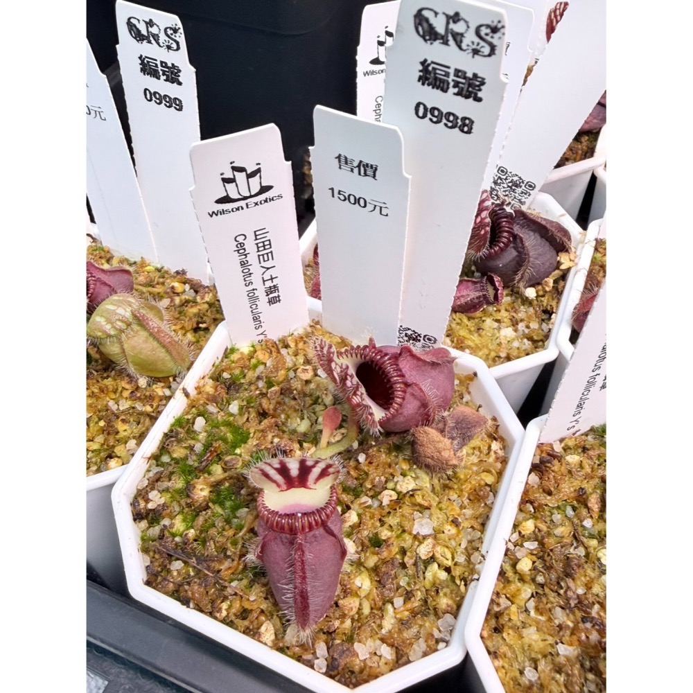 土瓶草綜合賣場 含盆寄 Cephalotus 德國巨人 捷克巨人 大男孩 山田巨人 馬丁斯德科爾黑 食蟲植物 珍奇植物-細節圖5