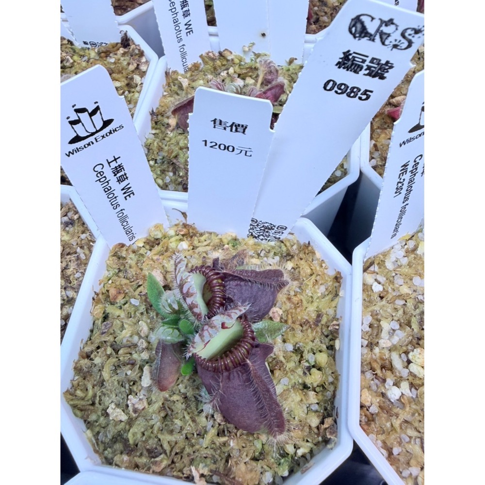 土瓶草綜合賣場 含盆寄 Cephalotus 德國巨人 捷克巨人 大男孩 山田巨人 馬丁斯德科爾黑 食蟲植物 珍奇植物-細節圖6