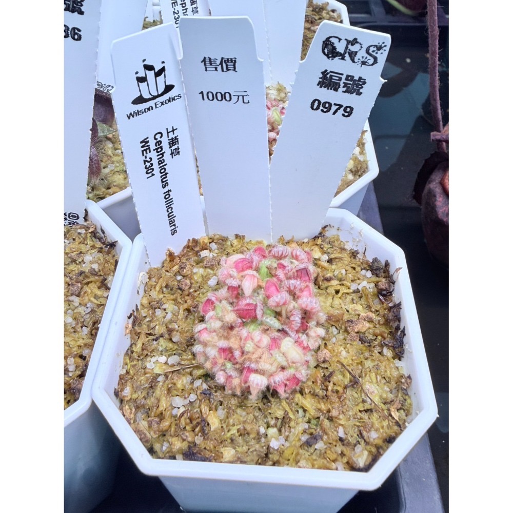 土瓶草綜合賣場 含盆寄 Cephalotus 德國巨人 捷克巨人 大男孩 山田巨人 馬丁斯德科爾黑 食蟲植物 珍奇植物-規格圖6