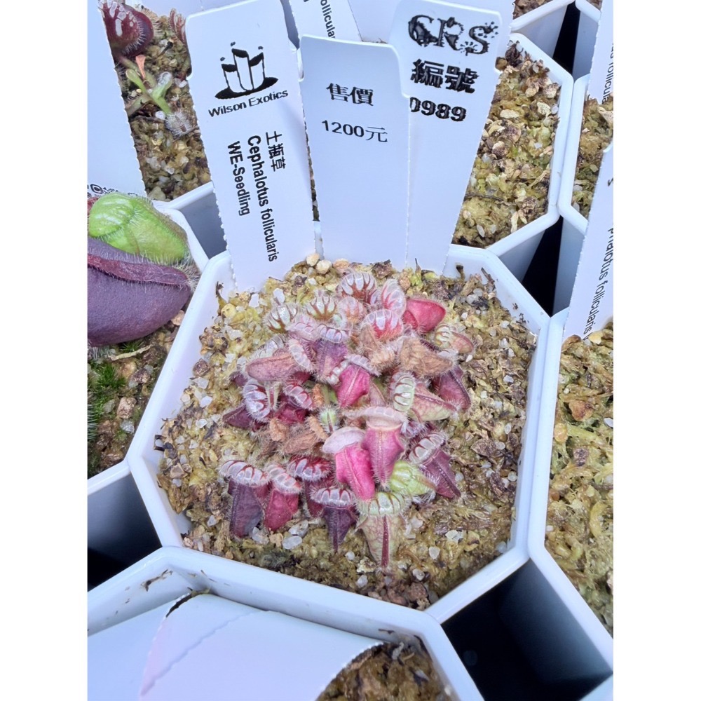 土瓶草綜合賣場 含盆寄 Cephalotus 德國巨人 捷克巨人 大男孩 山田巨人 馬丁斯德科爾黑 食蟲植物 珍奇植物-規格圖6