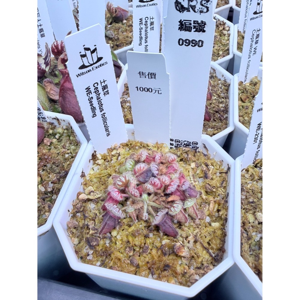 土瓶草綜合賣場 含盆寄 Cephalotus 德國巨人 捷克巨人 大男孩 山田巨人 馬丁斯德科爾黑 食蟲植物 珍奇植物-規格圖6