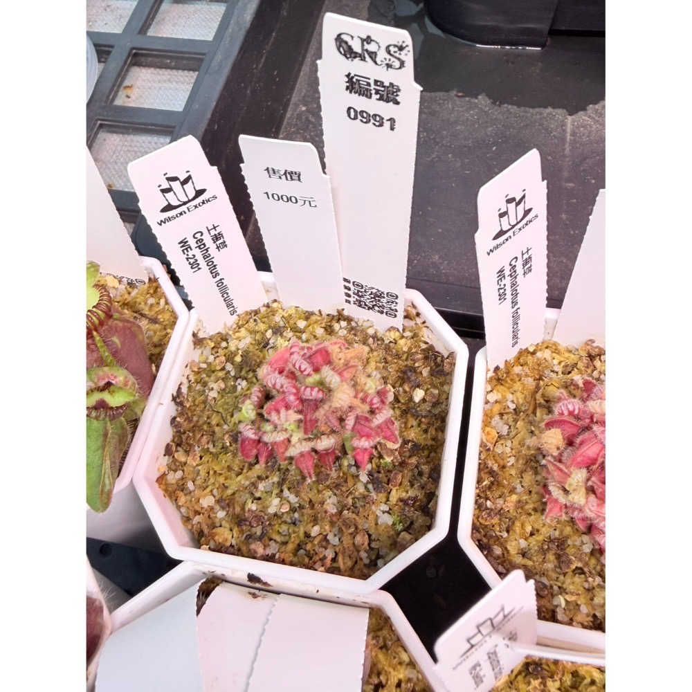 土瓶草綜合賣場 含盆寄 Cephalotus 德國巨人 捷克巨人 大男孩 山田巨人 馬丁斯德科爾黑 食蟲植物 珍奇植物-規格圖6